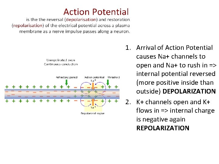 1. Arrival of Action Potential causes Na+ channels to open and Na+ to rush