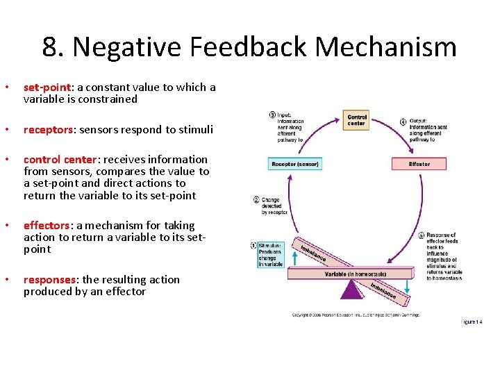 8. Negative Feedback Mechanism • set-point: a constant value to which a variable is