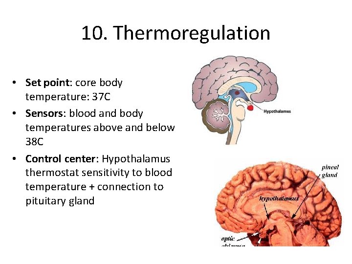 10. Thermoregulation • Set point: core body temperature: 37 C • Sensors: blood and