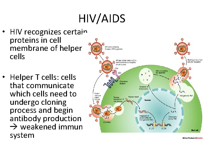 HIV/AIDS • HIV recognizes certain proteins in cell membrane of helper T cells •