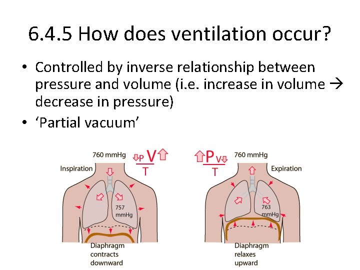 6. 4. 5 How does ventilation occur? • Controlled by inverse relationship between pressure