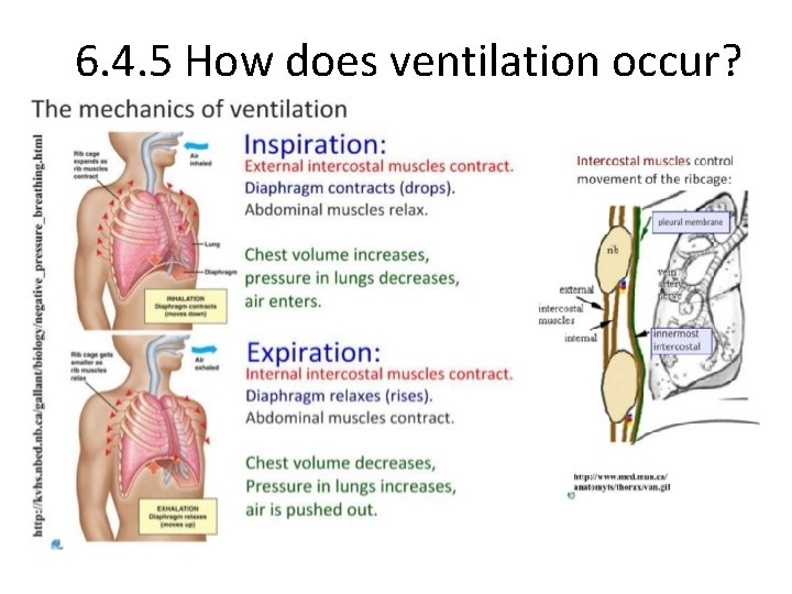 6. 4. 5 How does ventilation occur? 
