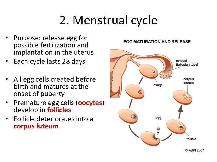 2. Menstrual cycle • Purpose: release egg for possible fertilization and implantation in the