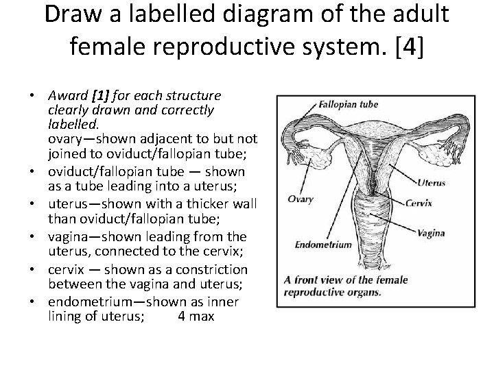 Draw a labelled diagram of the adult female reproductive system. [4] • Award [1]