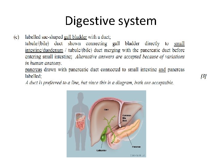 Digestive system 
