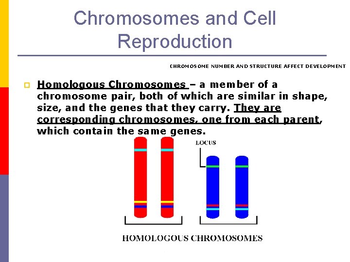 Chromosomes and Cell Reproduction CHROMOSOME NUMBER AND STRUCTURE AFFECT DEVELOPMENT p Homologous Chromosomes –