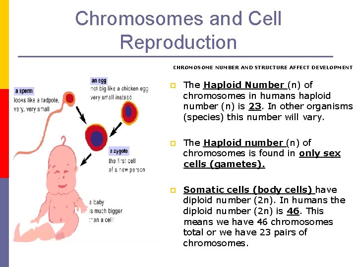 Chromosomes and Cell Reproduction CHROMOSOME NUMBER AND STRUCTURE AFFECT DEVELOPMENT p The Haploid Number