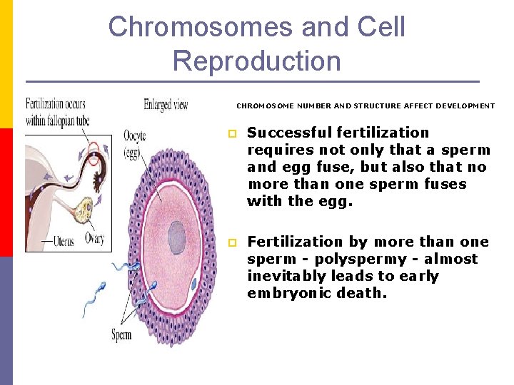 Chromosomes and Cell Reproduction CHROMOSOME NUMBER AND STRUCTURE AFFECT DEVELOPMENT p Successful fertilization requires