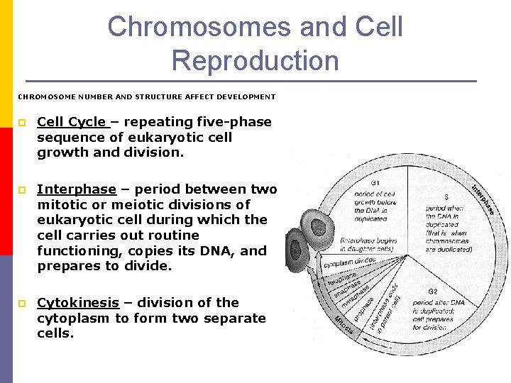 Chromosomes and Cell Reproduction CHROMOSOME NUMBER AND STRUCTURE AFFECT DEVELOPMENT p Cell Cycle –