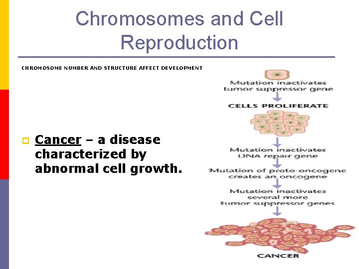 Chromosomes and Cell Reproduction CHROMOSOME NUMBER AND STRUCTURE AFFECT DEVELOPMENT p Cancer – a