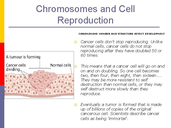 Chromosomes and Cell Reproduction CHROMOSOME NUMBER AND STRUCTURE AFFECT DEVELOPMENT p Cancer cells don't