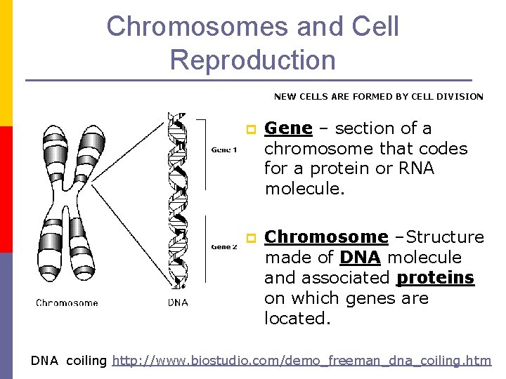 Chromosomes and Cell Reproduction NEW CELLS ARE FORMED BY CELL DIVISION p Gene –