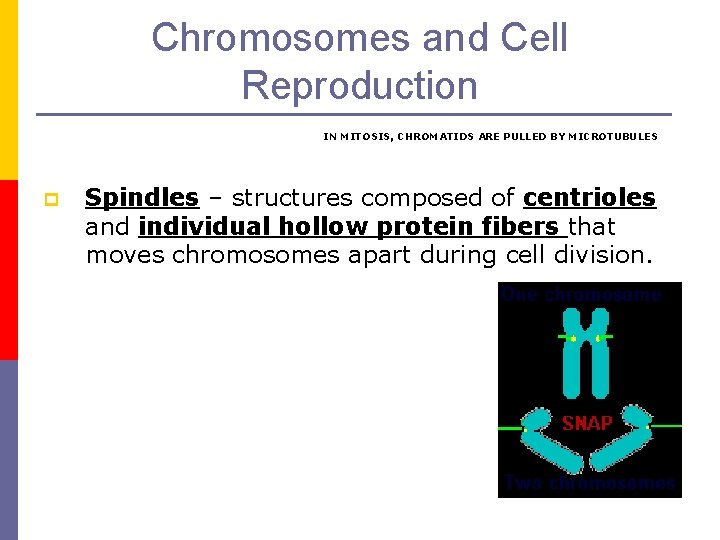 Chromosomes and Cell Reproduction IN MITOSIS, CHROMATIDS ARE PULLED BY MICROTUBULES p Spindles –