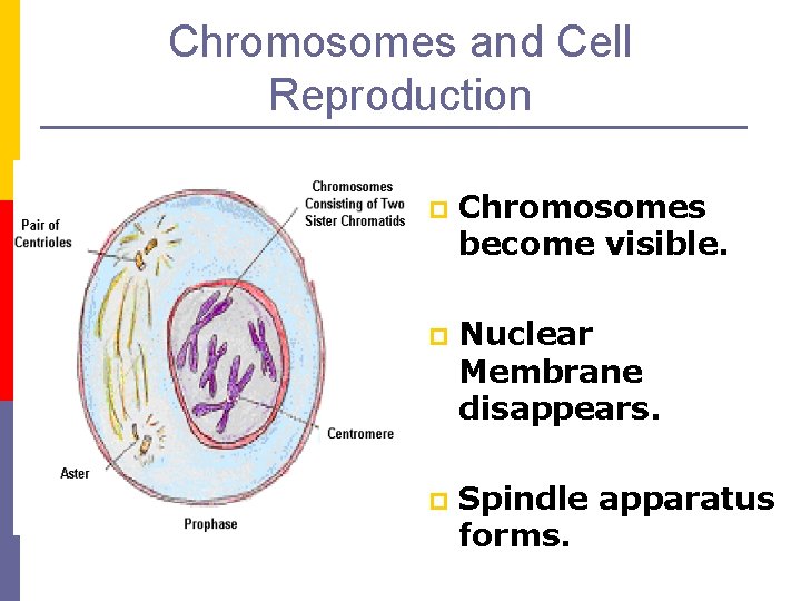 Chromosomes and Cell Reproduction p Chromosomes become visible. p Nuclear Membrane disappears. p Spindle