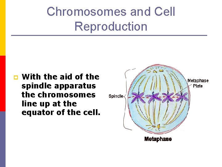Chromosomes and Cell Reproduction p With the aid of the spindle apparatus the chromosomes