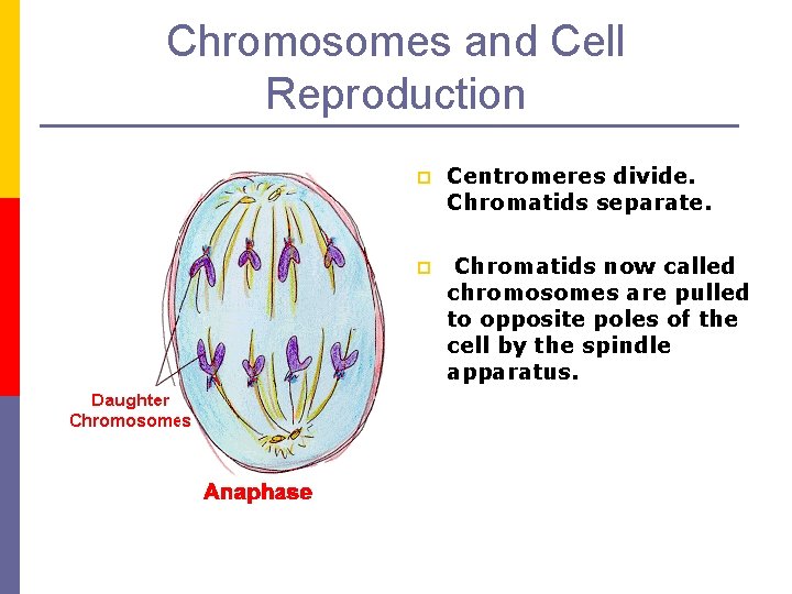 Chromosomes and Cell Reproduction p Centromeres divide. Chromatids separate. p Chromatids now called chromosomes