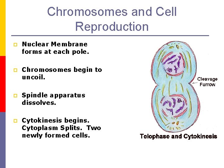 Chromosomes and Cell Reproduction p Nuclear Membrane forms at each pole. p Chromosomes begin