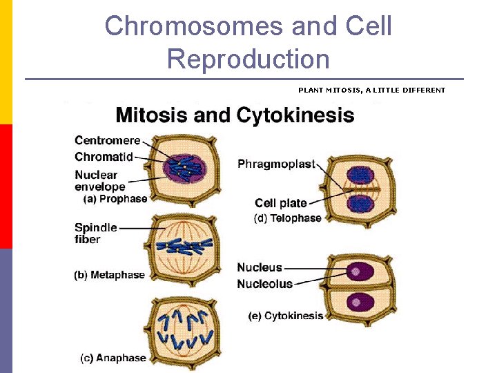Chromosomes and Cell Reproduction PLANT MITOSIS, A LITTLE DIFFERENT 