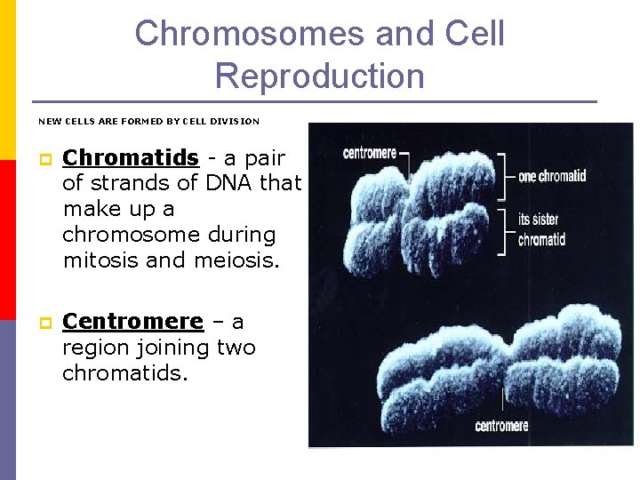 Chromosomes and Cell Reproduction NEW CELLS ARE FORMED BY CELL DIVISION p Chromatids -