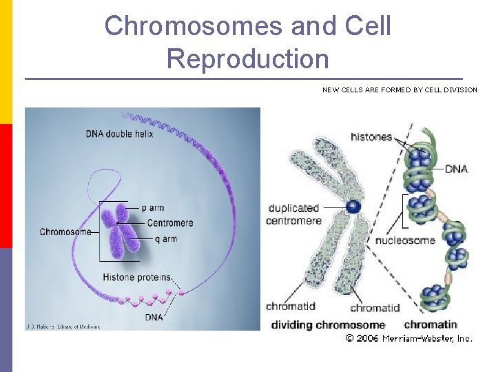 Chromosomes and Cell Reproduction NEW CELLS ARE FORMED BY CELL DIVISION 