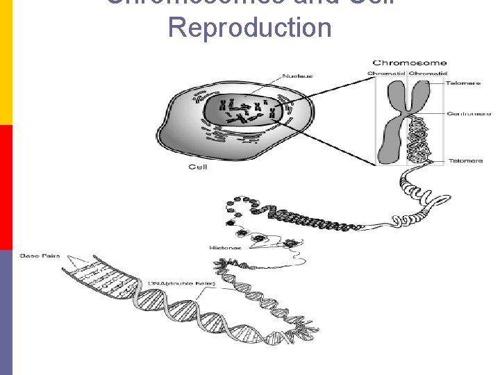 Chromosomes and Cell Reproduction 