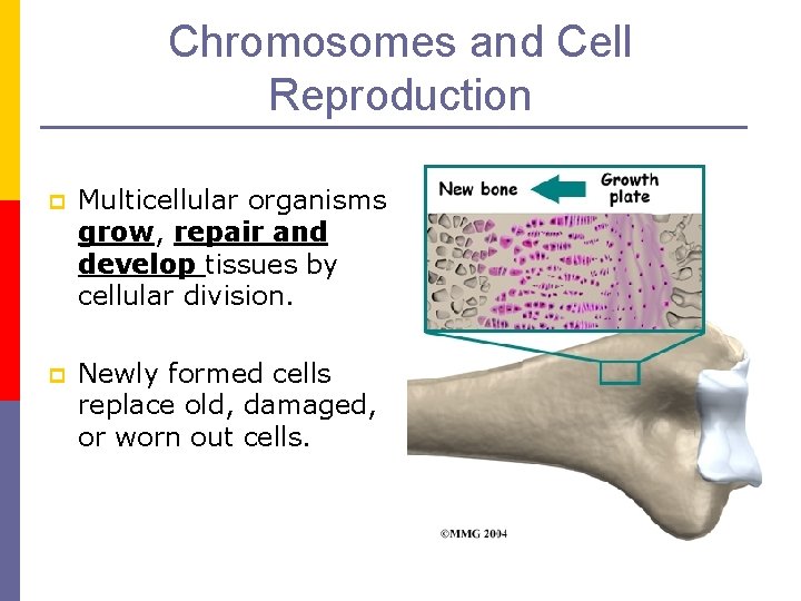 Chromosomes and Cell Reproduction p Multicellular organisms grow, repair and develop tissues by cellular