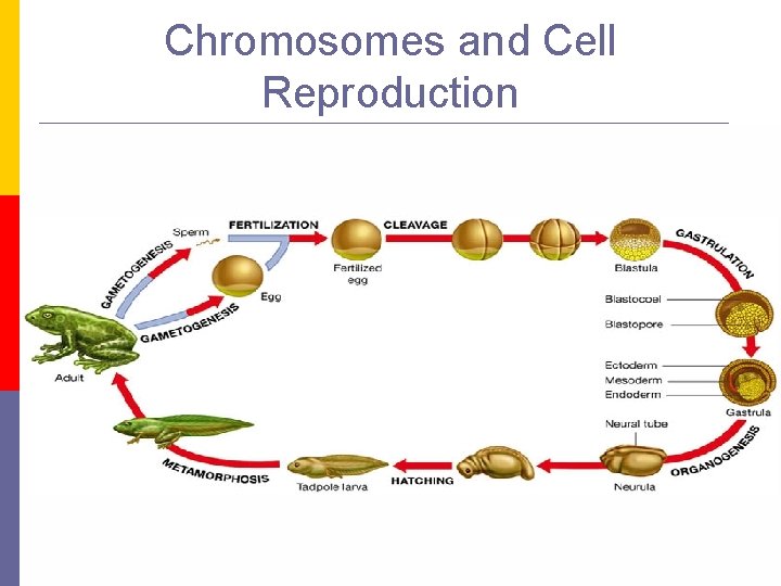 Chromosomes and Cell Reproduction 