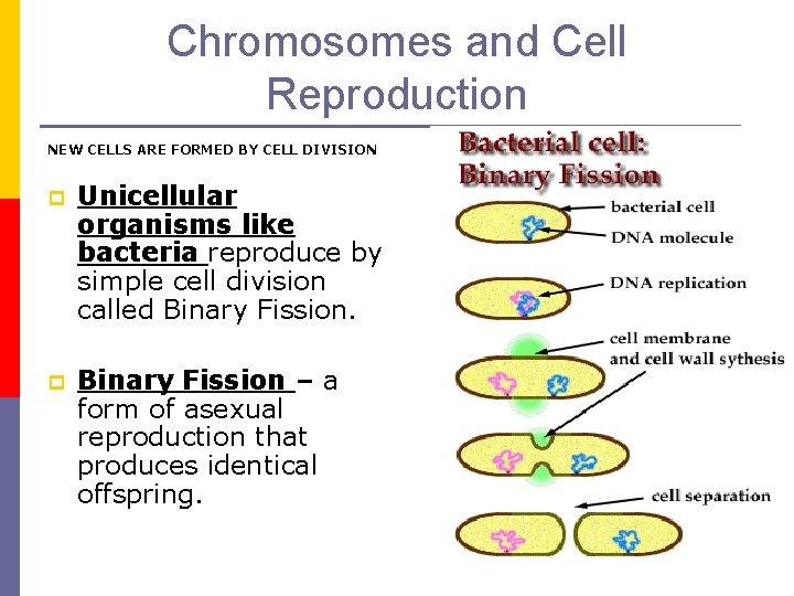 Chromosomes and Cell Reproduction NEW CELLS ARE FORMED BY CELL DIVISION p Unicellular organisms