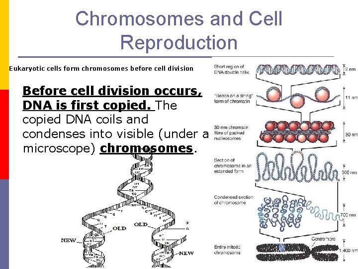 Chromosomes and Cell Reproduction Eukaryotic cells form chromosomes before cell division Before cell division