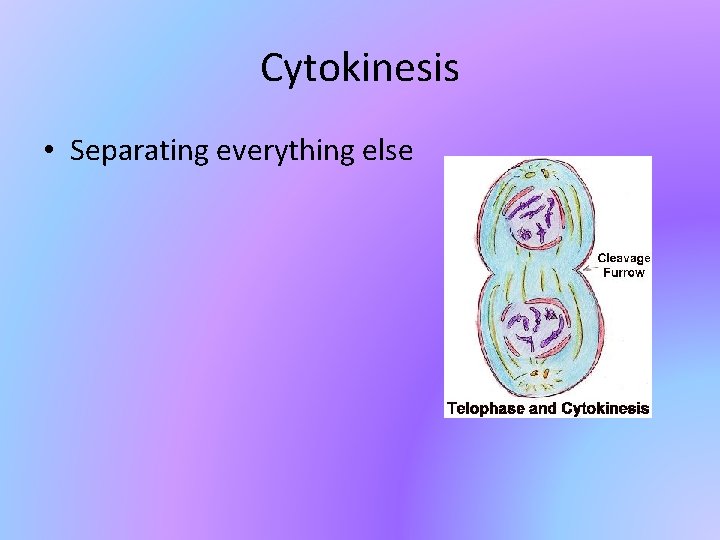 Cytokinesis • Separating everything else 