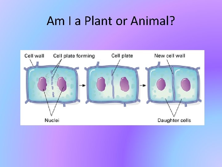 Am I a Plant or Animal? 
