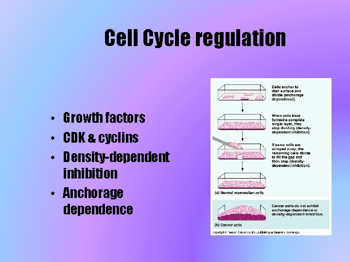 Cell Cycle regulation • Growth factors • CDK & cyclins • Density-dependent inhibition •