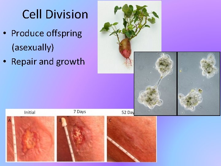 Cell Division • Produce offspring (asexually) • Repair and growth 