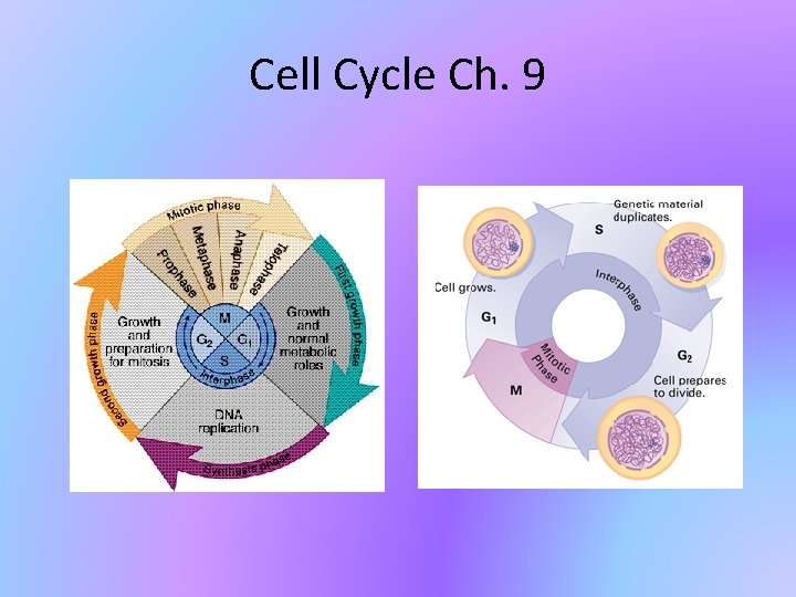 Cell Cycle Ch. 9 