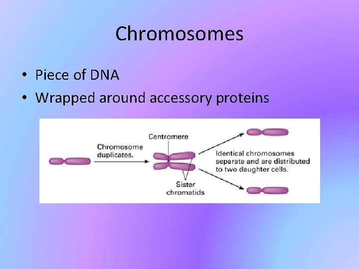 Chromosomes • Piece of DNA • Wrapped around accessory proteins 