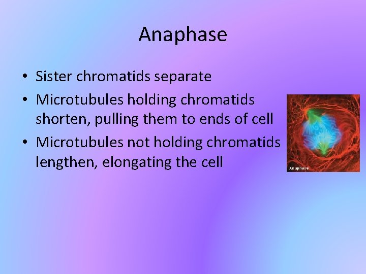 Anaphase • Sister chromatids separate • Microtubules holding chromatids shorten, pulling them to ends