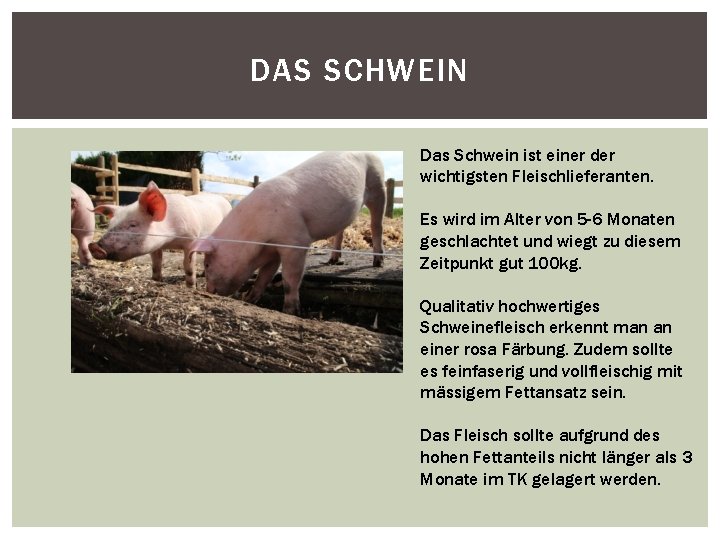 DAS SCHWEIN Das Schwein ist einer der wichtigsten Fleischlieferanten. Es wird im Alter von