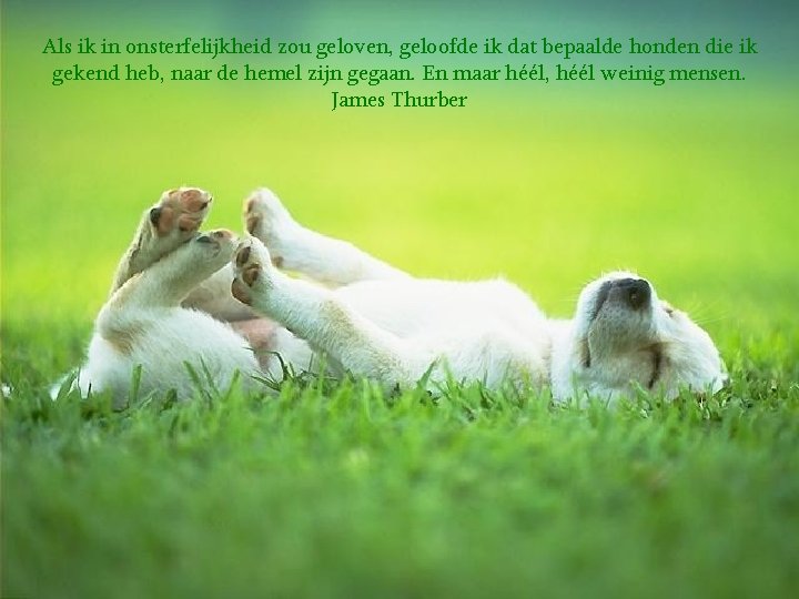 Als ik in onsterfelijkheid zou geloven, geloofde ik dat bepaalde honden die ik gekend