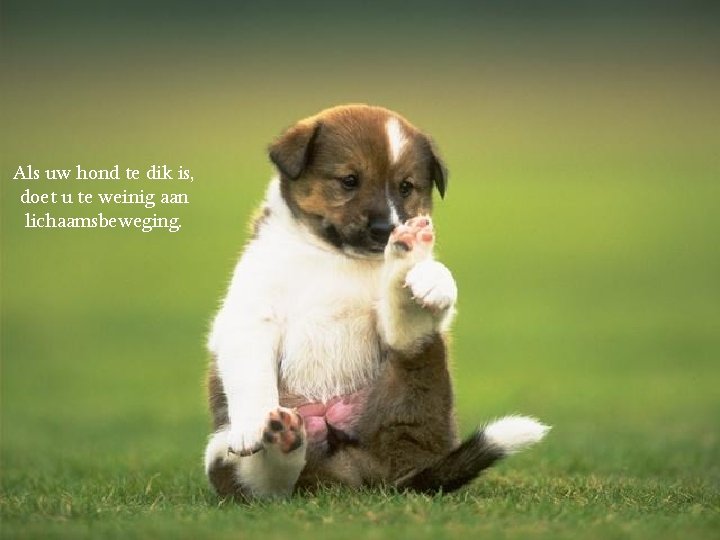 Als uw hond te dik is, doet u te weinig aan lichaamsbeweging. 