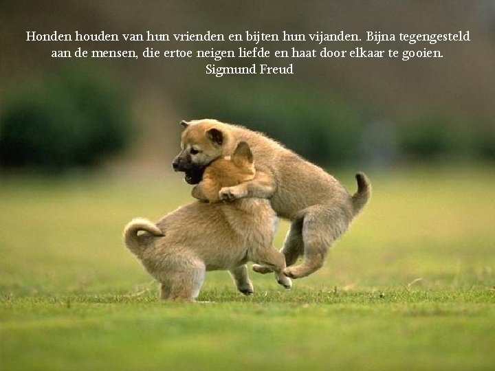 Honden houden van hun vrienden en bijten hun vijanden. Bijna tegengesteld aan de mensen,