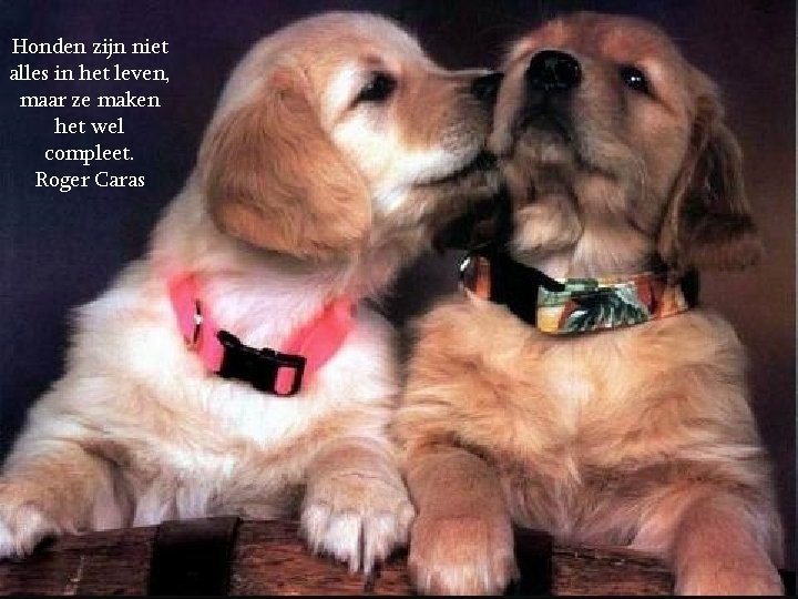 Honden zijn niet alles in het leven, maar ze maken het wel compleet. Roger