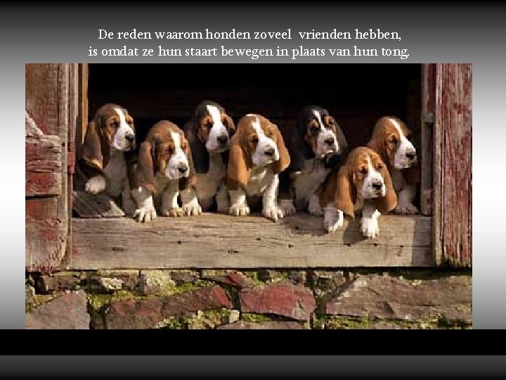 De reden waarom honden zoveel vrienden hebben, is omdat ze hun staart bewegen in
