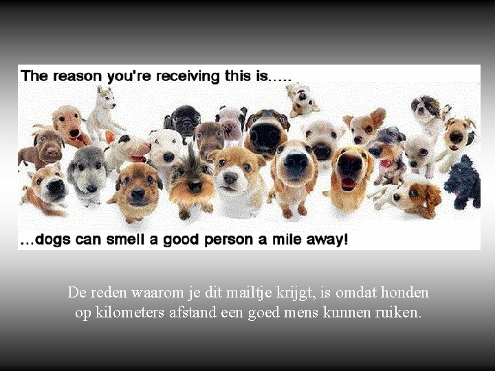 De reden waarom je dit mailtje krijgt, is omdat honden op kilometers afstand een