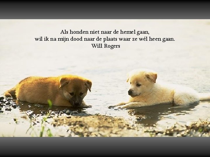 Als honden niet naar de hemel gaan, wil ik na mijn dood naar de