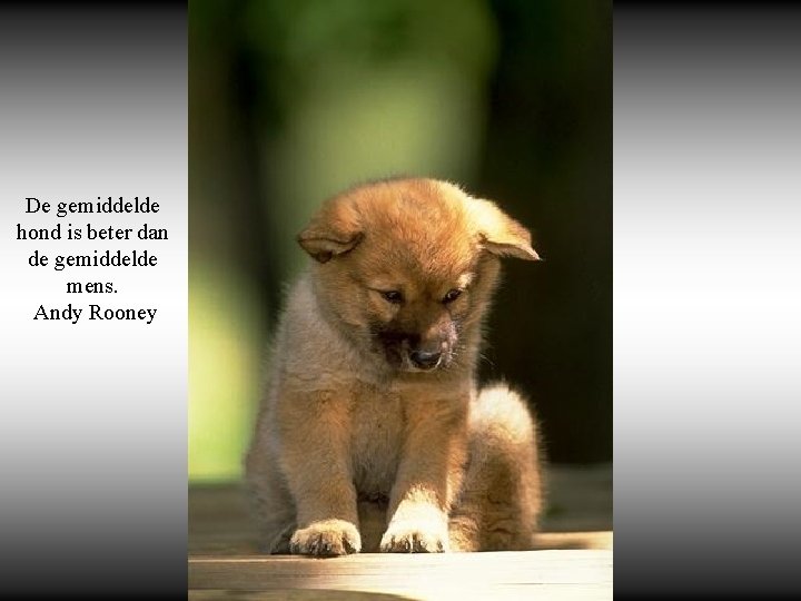 你默默的回首 De gemiddelde hond is beter dan de gemiddelde mens. Andy Rooney 