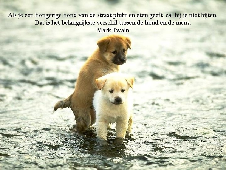 Als je een hongerige hond van de straat plukt en eten geeft, zal hij
