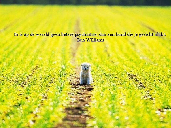 Er is op de wereld geen betere psychiatrie, dan een hond die je gezicht