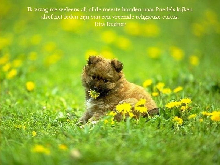 Ik vraag me weleens af, of de meeste honden naar Poedels kijken alsof het