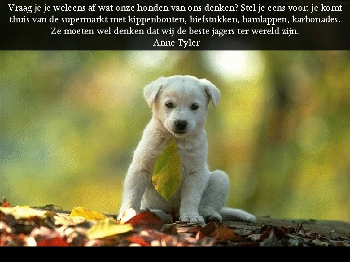 Vraag je je weleens af wat onze honden van ons denken? Stel je eens
