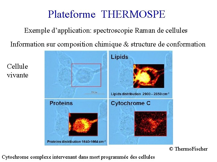 Plateforme THERMOSPE Exemple d’application: spectroscopie Raman de cellules Information sur composition chimique & structure